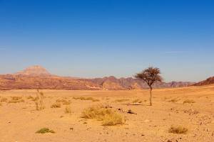 Sinai Wilderness